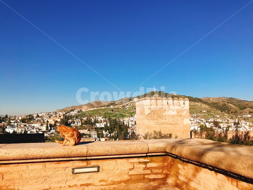 고양이,cat,그라나다,granada,알함브라궁전,스페인,spain,alhambra
