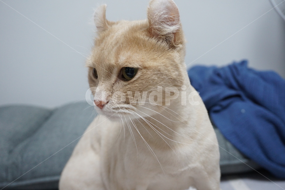 고양이,cat,animal,pet,동물,mammal,포유류,동물,animal,포유류,mammal