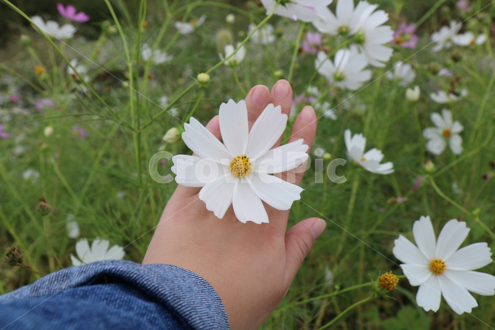 꽃,코스모스,가을,가을꽃,감성사진,자연,식물,감성,plants,nature,flower,손,들꽃
