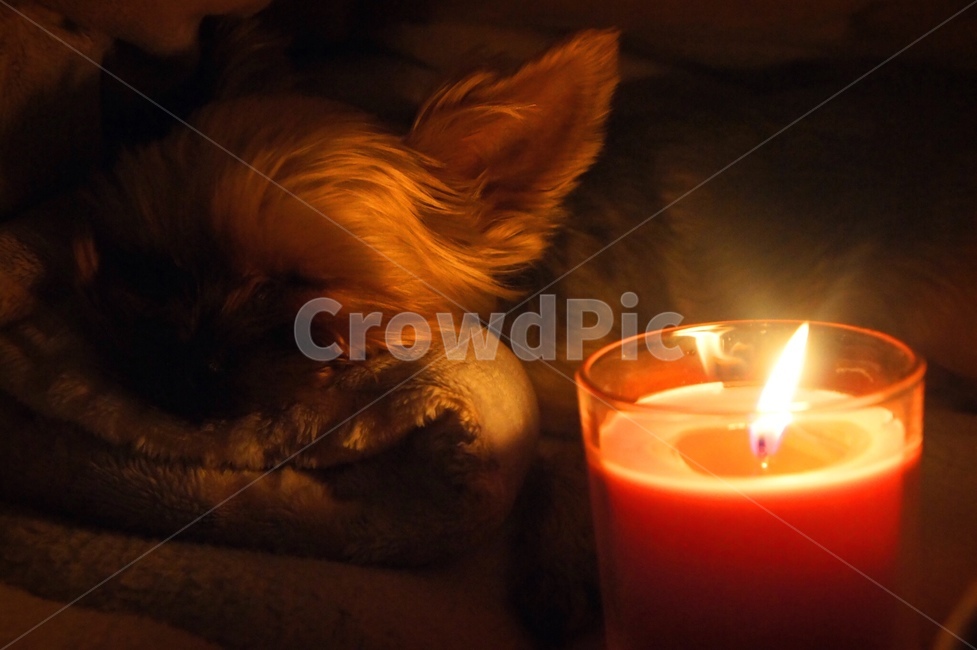요크셔테리어,yorkshireterrier,강아지,반려동물,puppy,dog,포근함,따뜻함,부드러움,양초,candles