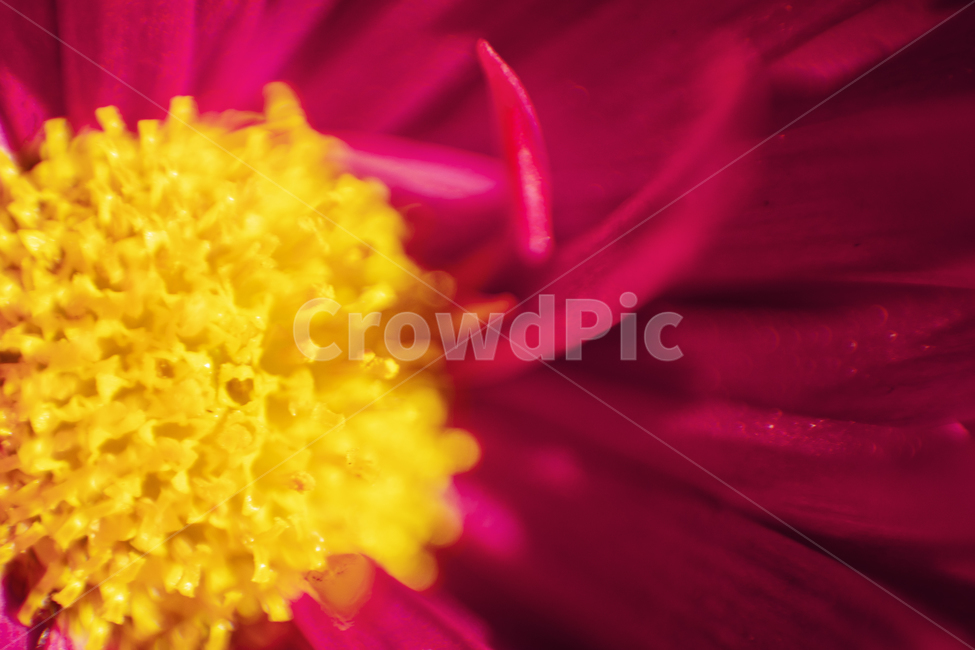 꽃,붉은꽃,노란꽃술,감성,빨강,노랑,색감,식물,자연,plants,nature,꽃,flower