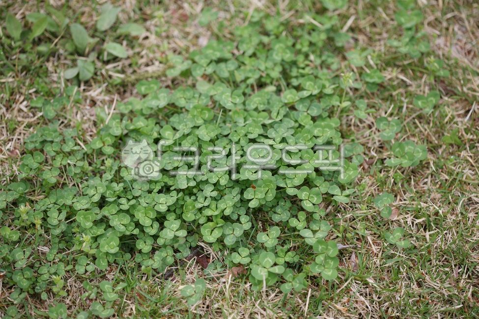 크로바, 네잎크로바, 행운, 토끼풀, clover, 사진,이미지,일러스트,캘리그라피 - hmac1989작가 크라우드픽 - 저작권 걱정 없는 상업용 이미지