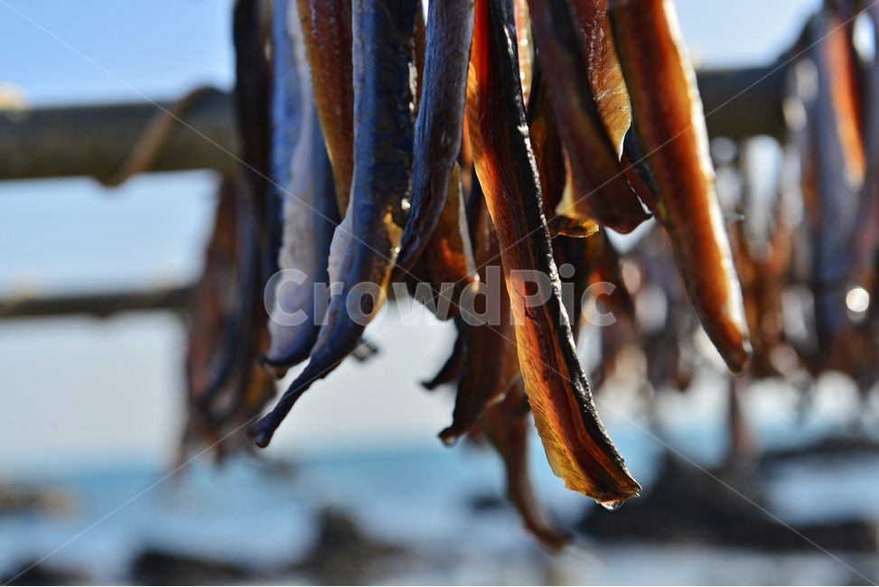 경주,감포,감포해변,과메기,과메기건조,건조장,해변,어촌,식재료,음식,요리,음식,식재료,요리,food,cook,meal,dishes,food reserves,수산물,해산물,fishery products,seafood,어업,fishery,fishing industry