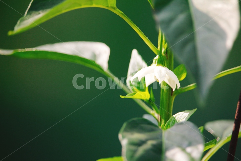풀,자연,고추꽃,꽃,감성,식물,자연,plants,nature,꽃,flower