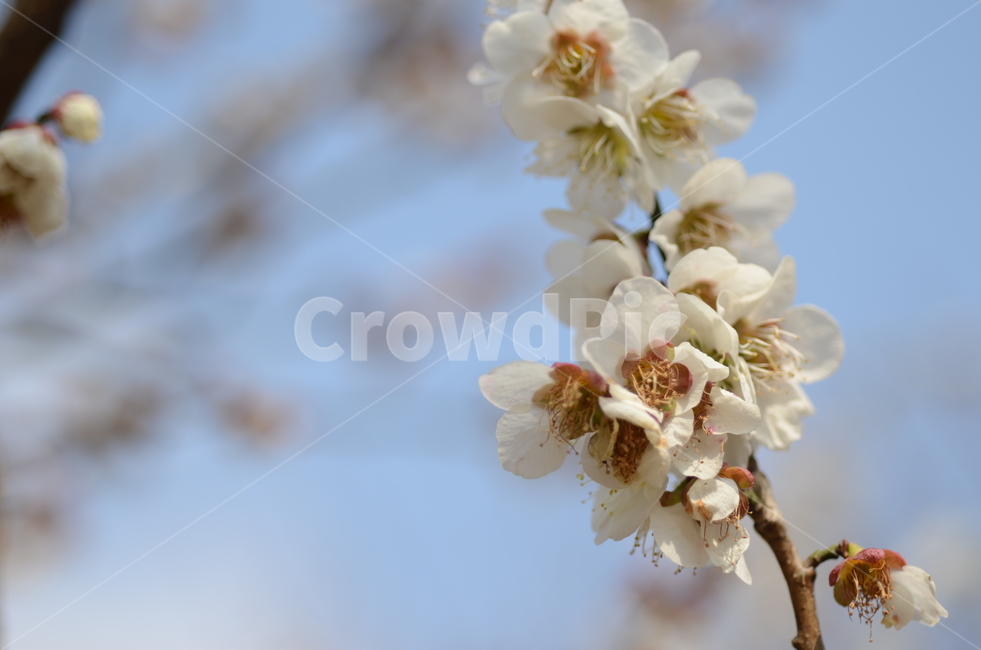 꽃,봄,벚꽃,매화,흰꽃,나무,flower,spring,cherryblossoms,japaneseapricotflower,whiteflowers,식물,plant