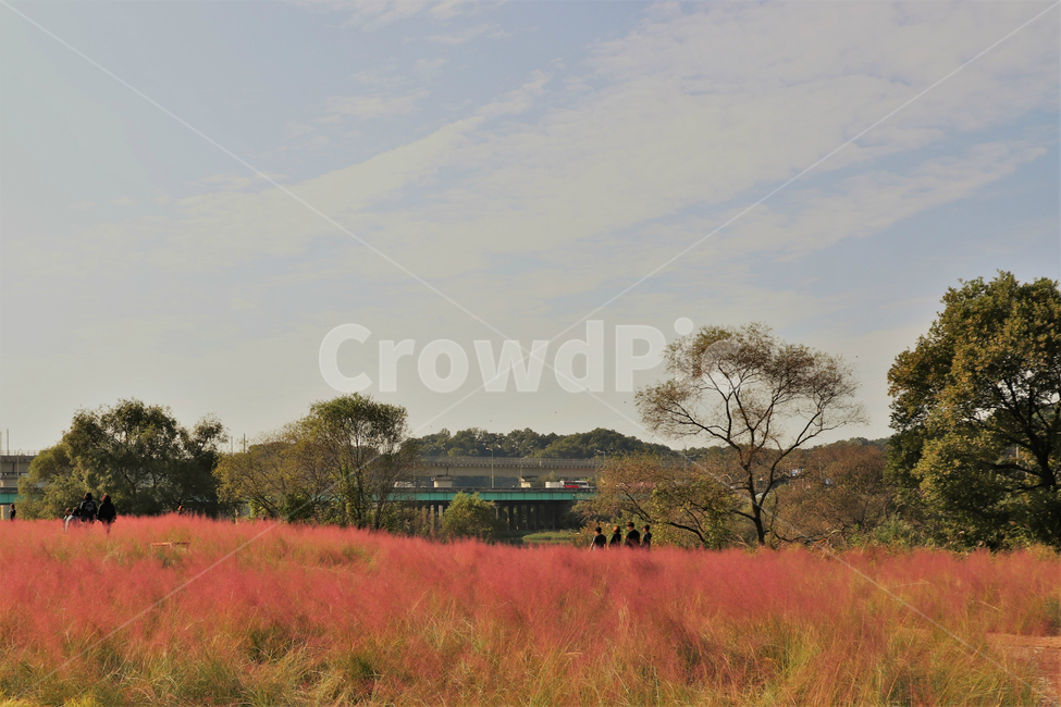 꽃,핑크뮬리,자연,분홍꽃,plants,flowers,대전핑크뮬리,꽃밭,nature,가을,분홍억새