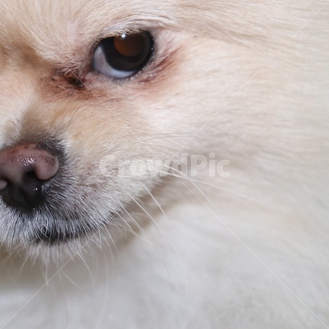 강아지,개,애완동물,포메라니안,동물,puppy,dog,pet,pomeranian,animal