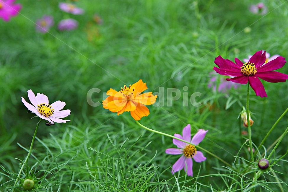 코스모스,꽃,꽃잎,식물,자염,공원,가을,가을꽃,식물,자연,plants,nature,꽃,flower