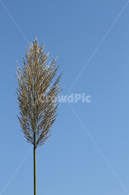 식물,풀,잡초,갈대,commonreed,왕갈대,식물,자연,plants,nature