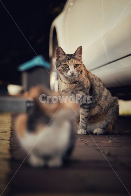 고양이,고냥이,냥이,길고양이,공원,코리안숏헤어,숏헤어,귀여운,무서운,표정,야외,주차장,새끼고양이,새끼냥이,아깽이,어린고양이,아기고양이,아기냥이,따뜻한,가족,어미고양이,고양이가족,동물,animal,포유류,mammal,고양이,cat,kitten,kitty
