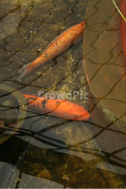 연못,물고기,비단잉어,잉어,수족관,동물,animal,어류,물고기,fish