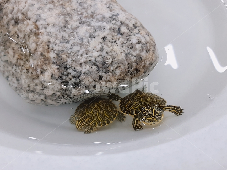거북이,거북두마리,동물,생물,돌,작은거북이,동물,animal,파충류,양서류,reptile,amphibian