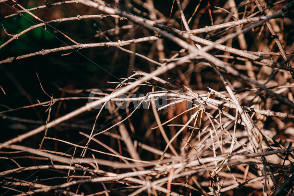 나무가지,나무,자연,갈색,나뭇가지,가지,식물,자연,plants,nature