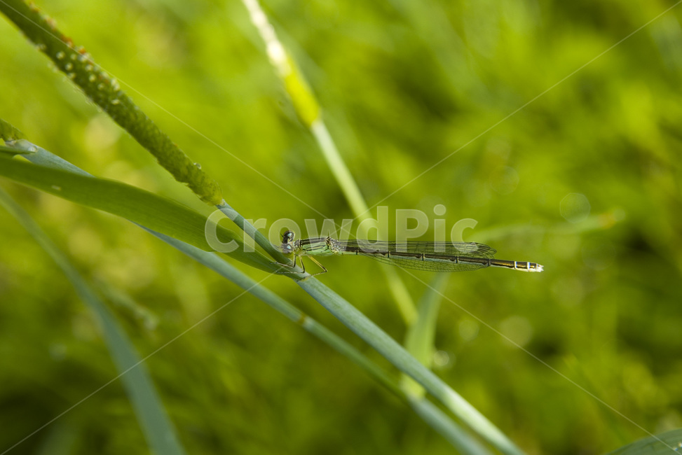 실잠자리,zygoptera,곤충,insect,풀,동물,animal,곤충,벌레,insect,bug