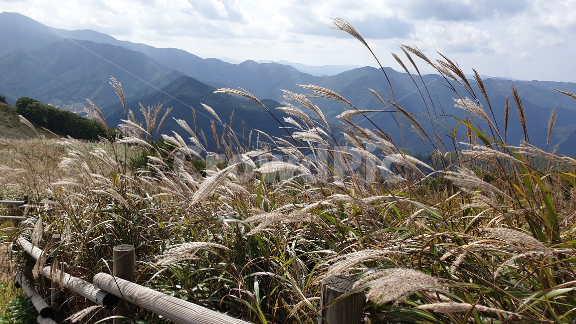 강원도,정선군,민둥산,등산,풍경,nature,자연,landscape,outdoors,억새,가을,가을,계절,fall,autumn,season,grass,잔디,plant,식물,lawn,reed,갈대