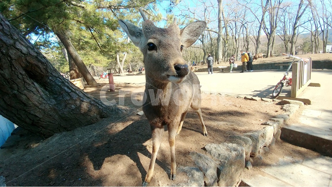 사슴,동물,일본,귀여운,생물,동물,animal,포유류,mammal