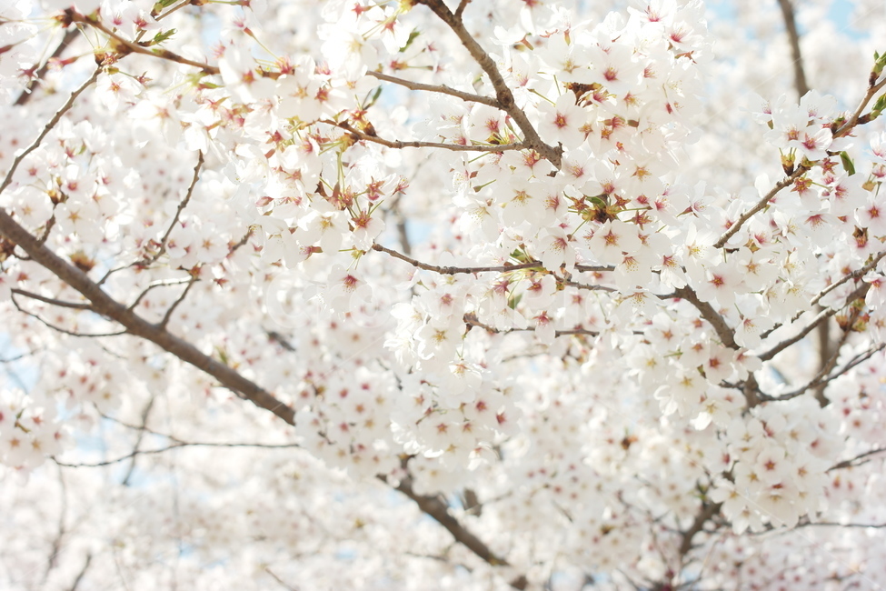 벚꽃,꽃,봄,감성,아름다움,봄,계절,spring,season,식물,자연,plants,nature,꽃,flower,plant,blossom