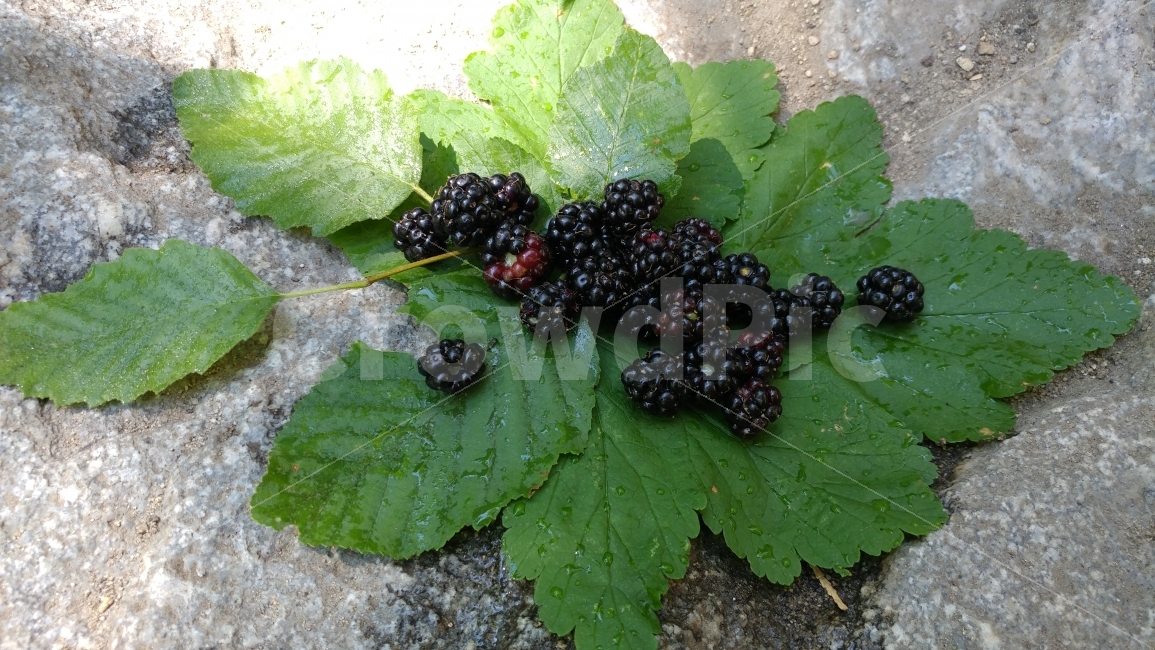 식물,블랙베리,보이즌베리,초록과까망,와일드베리,산행,연출,blackberry,boysenberry,wildberry,nature,음식,식재료,요리,food,cook,meal,dishes,food reserves,과일,열매,fruit,연출,컨셉,콘셉,direction,concept