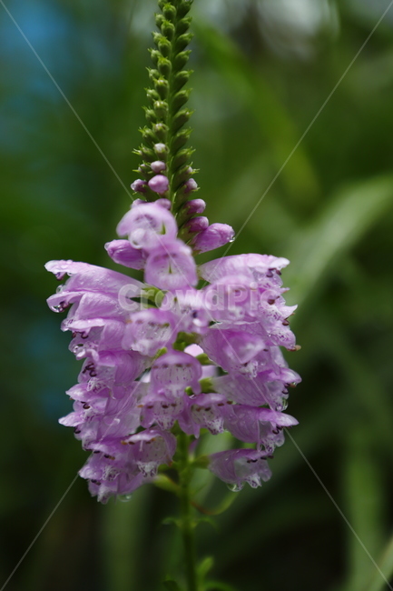 꽃,flower,식물,화초,분홍,식물,자연,plants,nature,꽃,flower