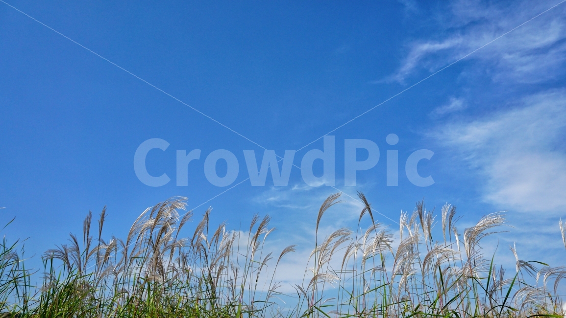 억새,억새밭,가을,하늘,풍경,자연,식물,가을하늘,sky,nature,skyblue,푸른하늘,가을,계절,fall,autumn,season,자연,풍경,nature,landscape,식물,plants,grass,잔디,plant,lawn,reed,갈대
