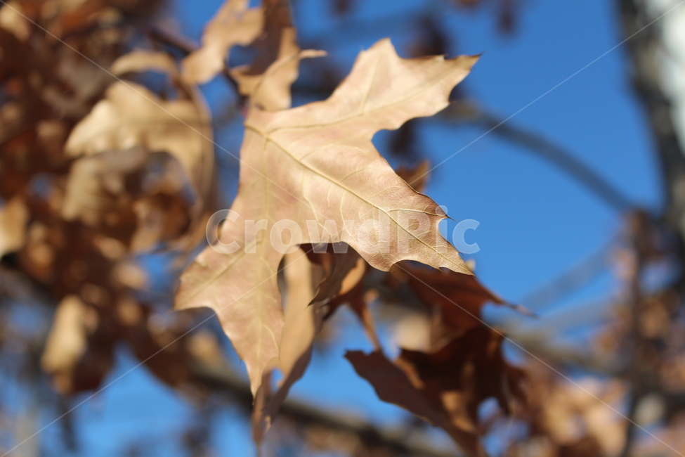 leaf,잎,plant,식물,tree