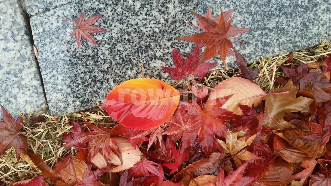 낙엽,가을,비,젖은,단풍잎,빨간,fallenleaves,leaf,fall,rain,autumn,가을비,red,신선한,나뭇잎,maple,땅,ground,단풍,mapleleaf,식물,plant,감성,가을,계절,fall,autumn,season