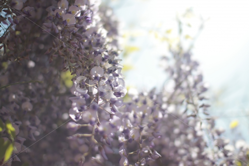 꽃,벚꽃,색감,역광,빛,부드러움,flower,들꽃,봄,계절,spring,season,식물,자연,plants,nature,꽃,flower,plant,blossom