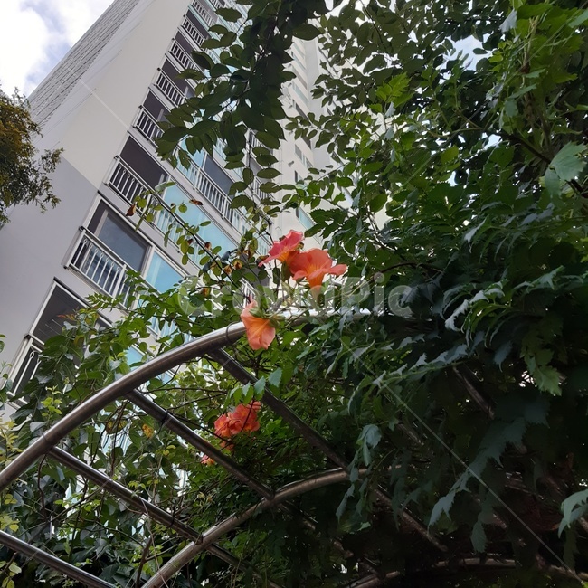 정원,꽃,식물,아파트,garden