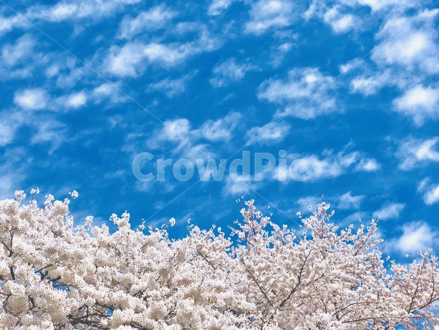 벚꽃,꽃,봄,cherryblossom,blossom,flower,spring,cloud,sky,구름,하늘,하늘과꽃,봄,계절,spring,season