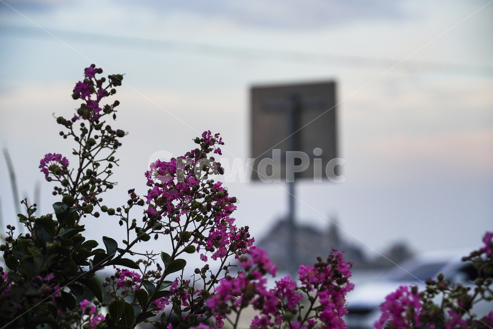 tree,나무,핑크,분홍,pink,자연,식물,생물,생명,blossom,꽃,flower,plant,식물,자연,plants,nature,꽃,flower