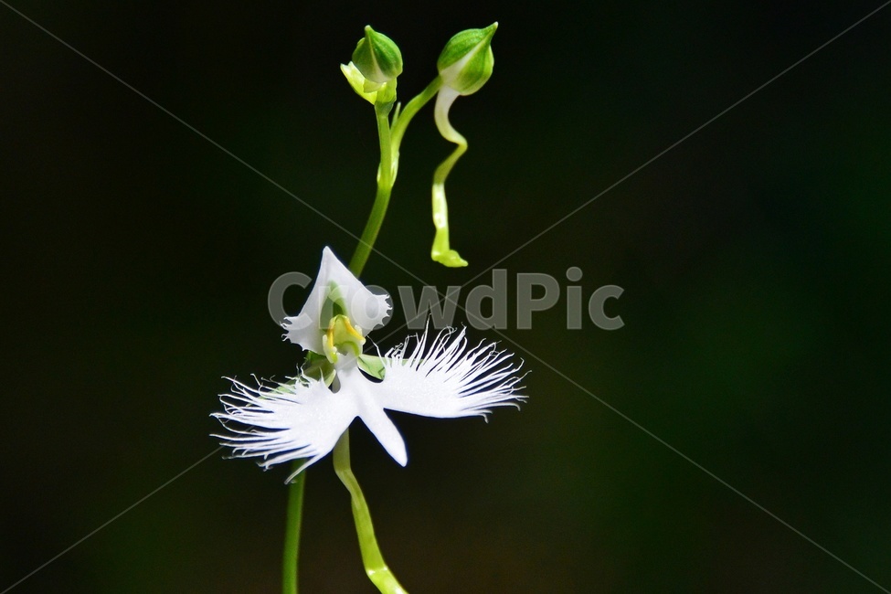 plant,식물,blossom,flower,꽃,난초과,관상용,하얀색,해오라비난초,해오라비난초꽃,야생화,다년생