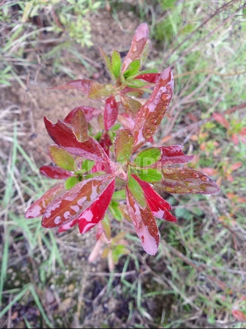 plant,식물,leaf,잎,자연,식물,자연,plants,nature