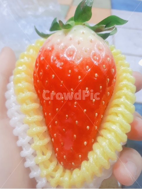 딸기,빨간,과일,신선한,큰,음식,식재료,요리,food,cook,meal,dishes,food reserves,과일,열매,fruit