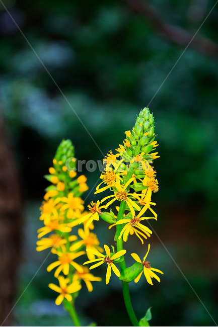 봄,자연,꽃,생태사진,노랑,봄,계절,spring,season,식물,자연,plants,nature,꽃,flower,plant