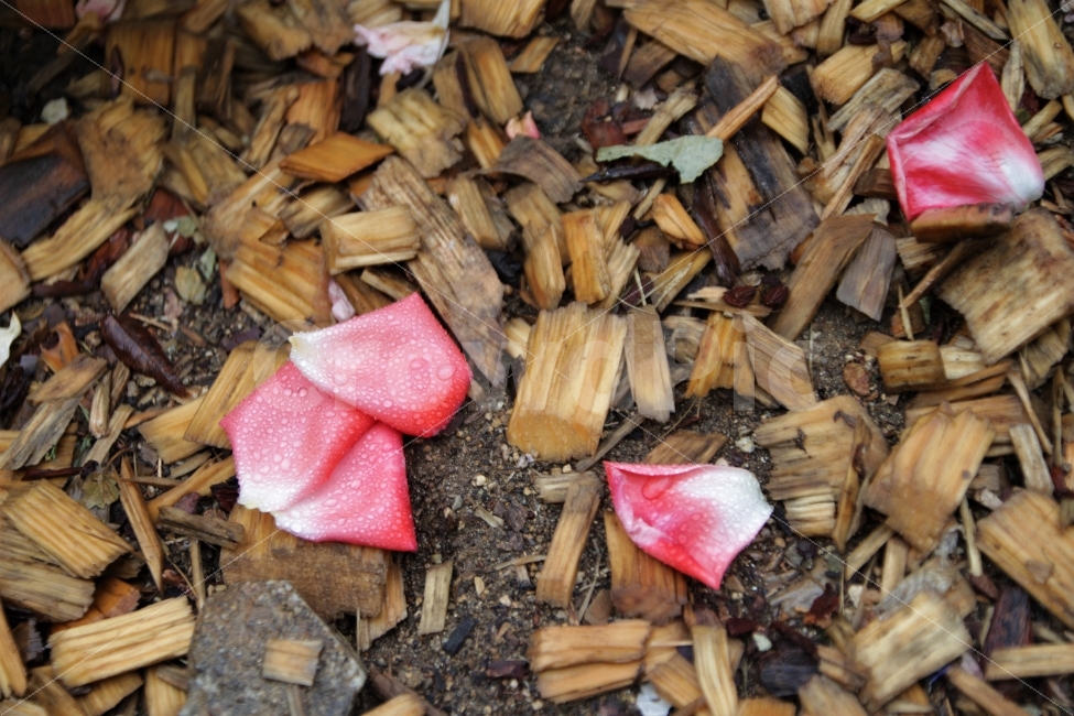 장미,비,꽃,꽃잎,감성사진,식물,자연,plants,nature,꽃,flower