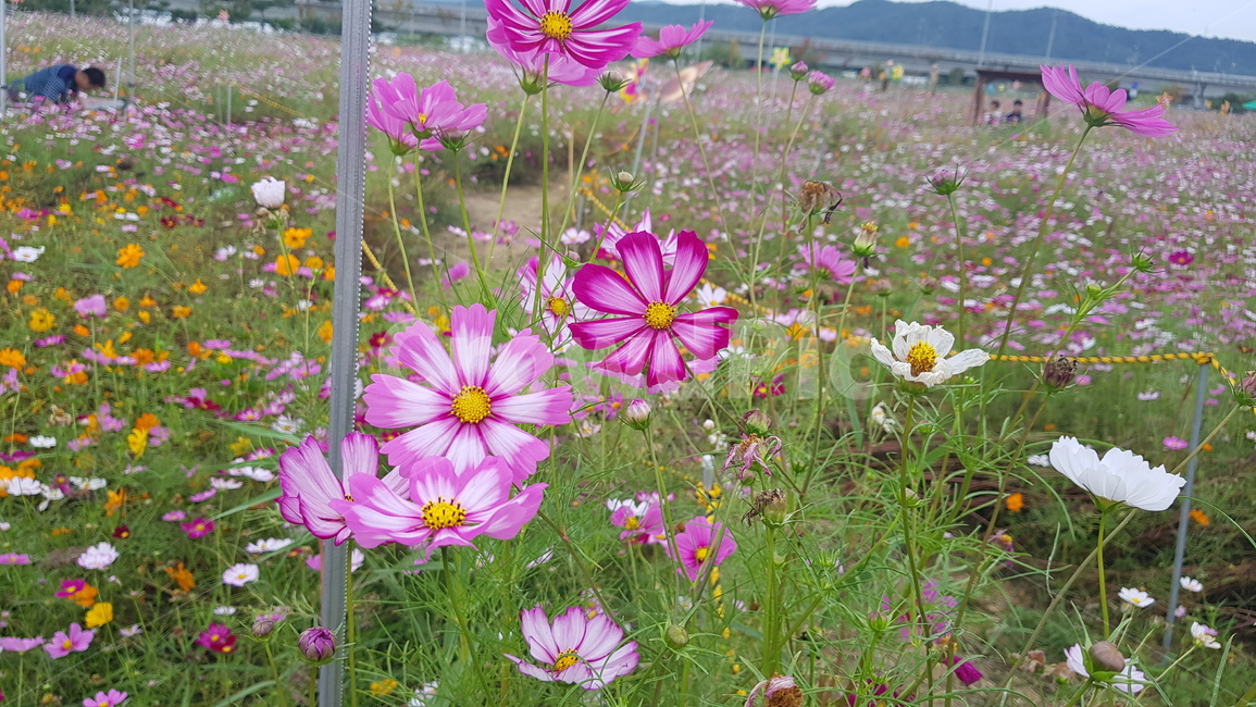 plant,식물,petal,꽃잎,blossom,flower,꽃,김천,코스모스,코스모스밭,야외,풀밭,꽃밭