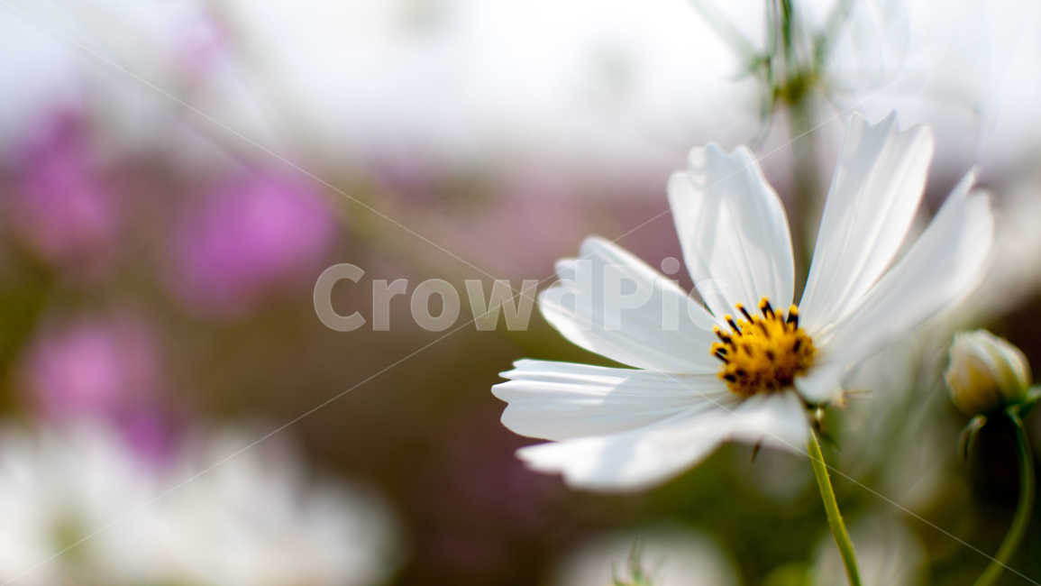 코스모스,꽃,식물,가을꽃,cosmos,가을,계절,fall,autumn,season,자연,plants,nature,flower,가을,계절,fall,autumn,season,식물,자연,plants,nature,꽃,flower,plant