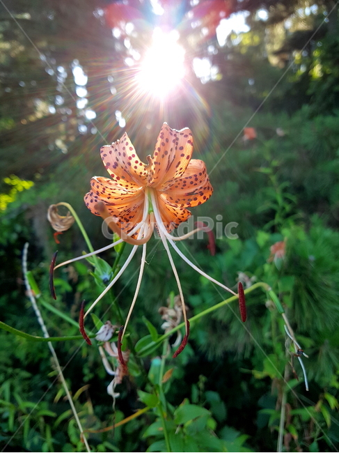 참나리꽃,나리꽃,산나리꽃,야생화,주황꽃,송림,나무숲,자연,초록,햇빛,nature,flower,green,식물,자연,plants,nature,꽃,flower