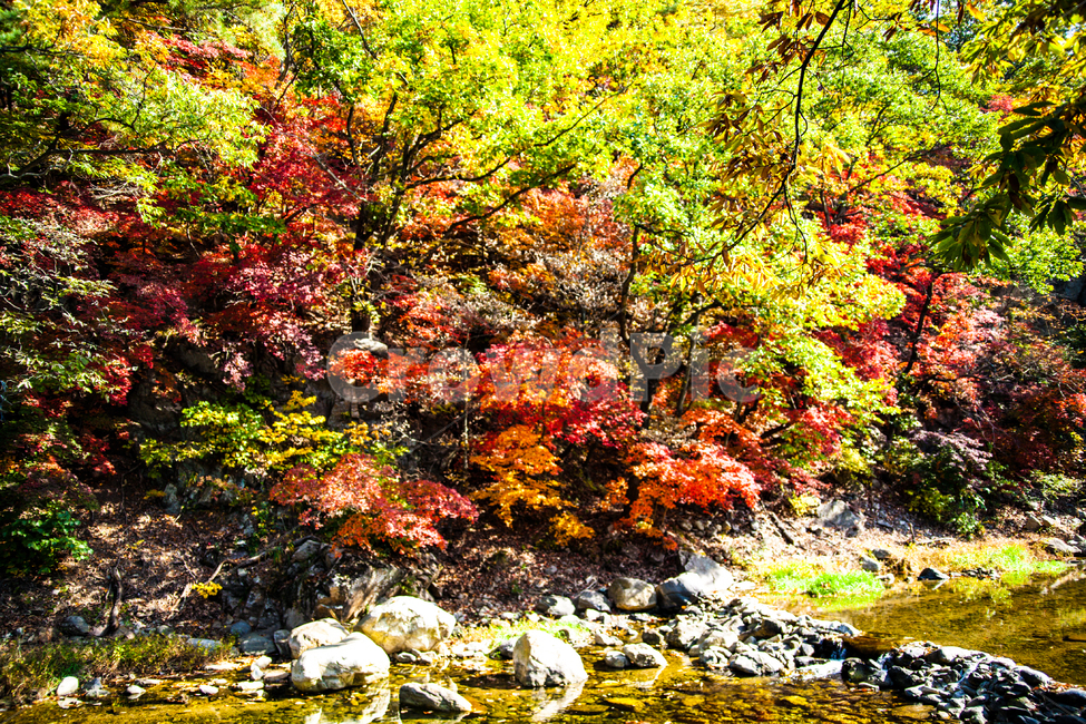 nature,자연,fall,가을,단풍,나무,tree,가을,계절,fall,autumn,season,leaf,잎,plant,식물,maple