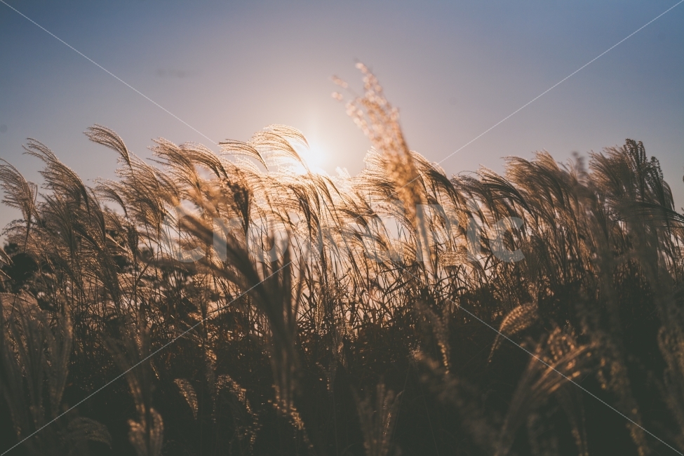 하늘공원,억새,노을,빛,sunset,light,가을,계절,fall,autumn,season,식물,자연,plants,nature,감성,sensible,feeling,grass,잔디,plant,lawn,reed,갈대