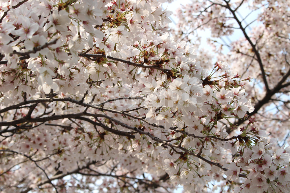 벚꽃,봄,풍경,봄풍경,자연,꽃,감성,spring,flower,nature,cherryblossom,봄,계절,spring,season,plant,식물,blossom