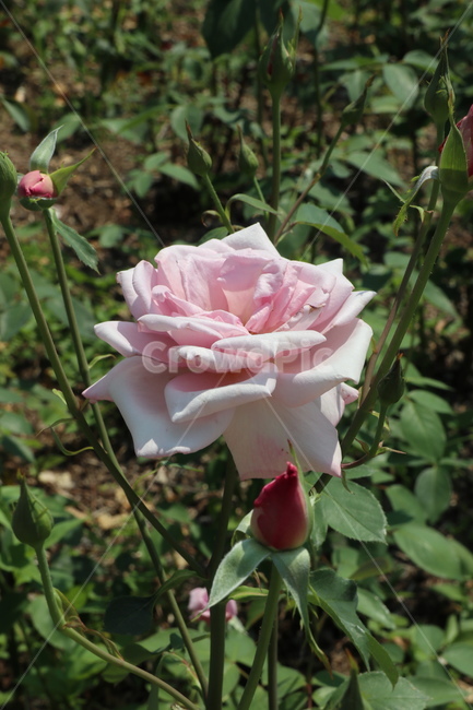 장미꽃,장미,자연,식물,꽃,flower,plant,nature,식물원,rose,핑크색꽃,핑크색,핑크색장미