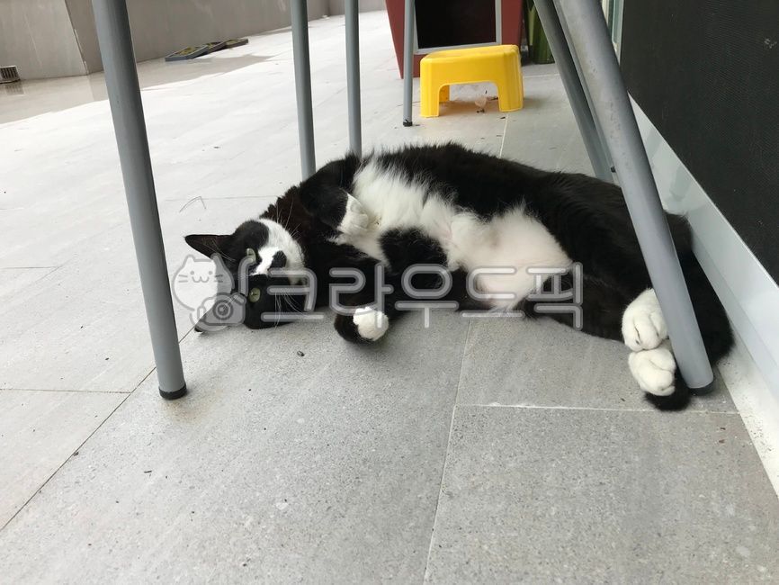 검은고양이,집고양이,고양이애교,발라당,턱시도,턱시도고양이,반려동물