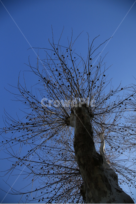 플라타나스,나무,식물,하늘,성장,겨울,계절,winter,season,식물,자연,plants,nature,나무,trees,wood