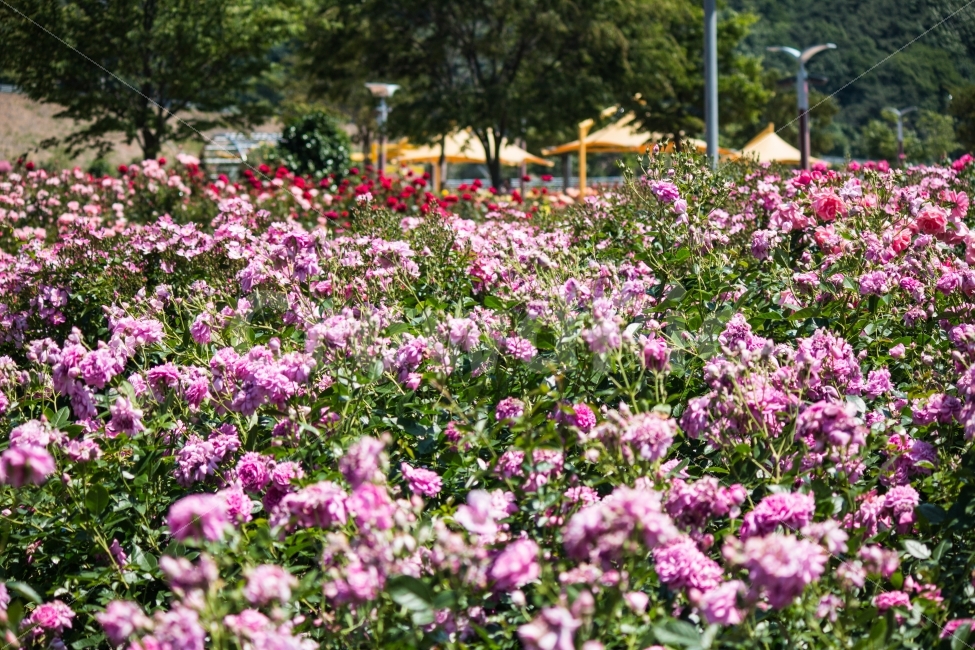풍경,꽃,장미,여름,정원,식물,자연,plants,nature,풍경,landscape,꽃,flower,plant,blossom,geranium,제라늄