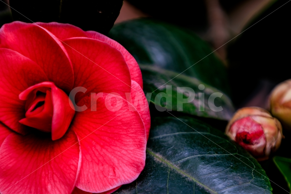 자연,풍경,봄,꽃,동백꽃,경주,양동민속마을,식물,자연,plants,nature,꽃,flower