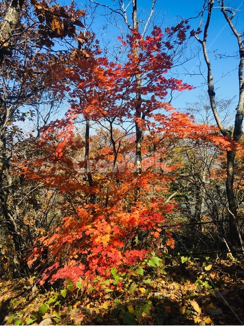 단풍,maple,나무,tree,식물,plant,잎,leaf,산,가을산,가을,계절,fall,autumn,season