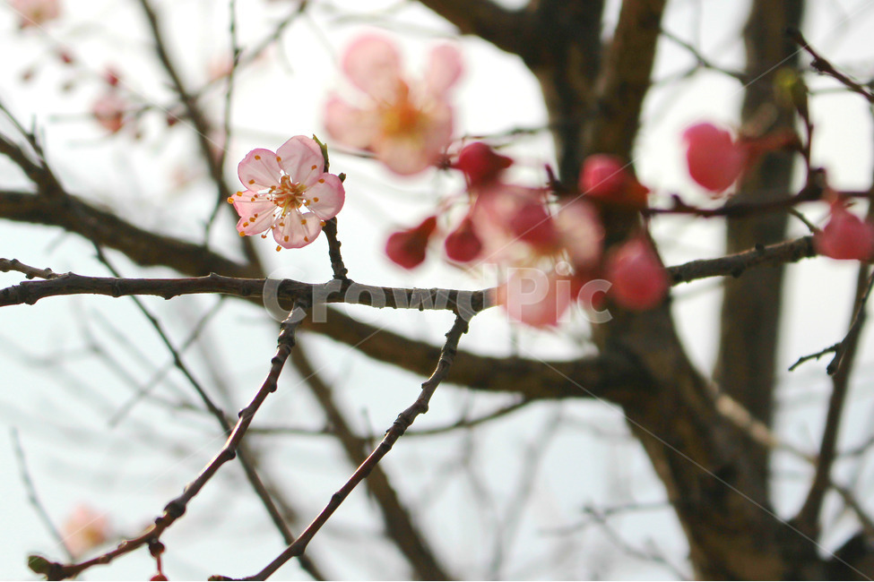 감성사진,봄,풍경사진,매화,꽃,하늘,자연,풍경,daily,flower,pink,spring,봄,계절,spring,season,식물,자연,plants,nature,꽃,flower,plant