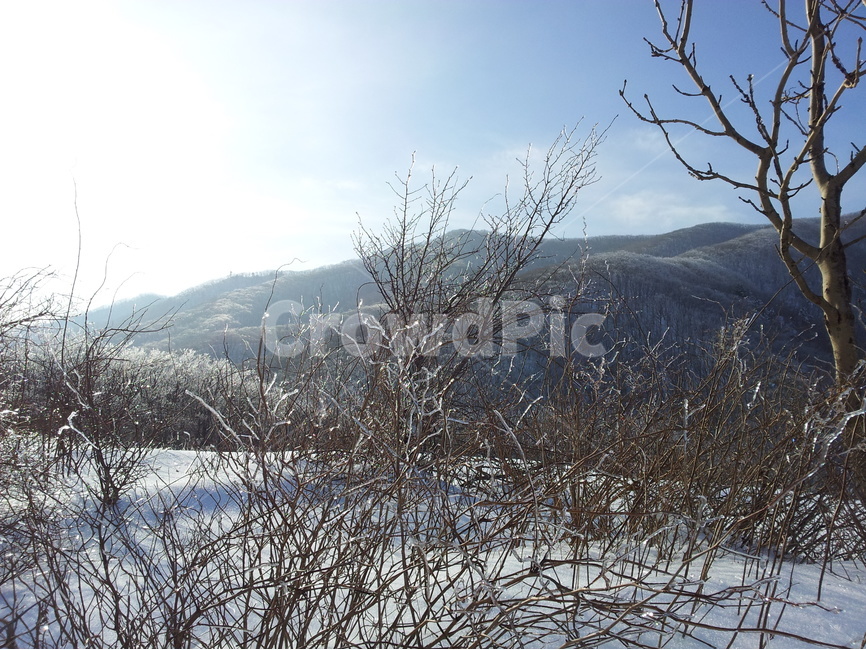 겨울,눈,계절,하늘,나무,겨울,계절,winter,season,자연,풍경,nature,landscape,식물,plants,나무,trees,wood,outdoors,옥외