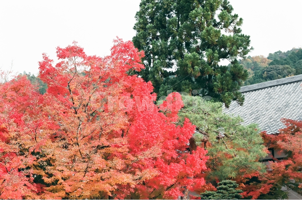 가을,단풍,붉은색,노란색,초록색,가을,계절,fall,autumn,season,해외,외국,세계,foreign,oversea,world,식물,자연,plants,nature,나무,trees,wood,감성,sensible,feeling,tree,plant,maple